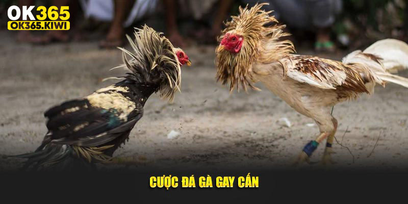 Cược đá gà gay cấn